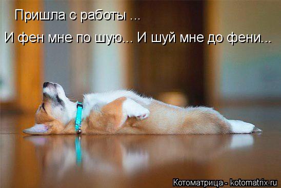 Пришла с работы ... И фен мне по шую... И шуй мне до фени...... Котоматрица: Пришла с работы ... И фен мне по шую... И шуй мне до фени...