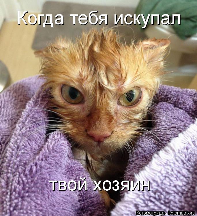 Когда тебя искупал твой хозяин... Котоматрица: Когда тебя искупал твой хозяин