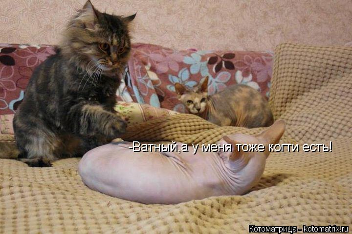 -Ватный,а у меня тоже когти есть!... Котоматрица: -Ватный,а у меня тоже когти есть!