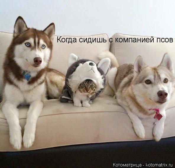 Когда сидишь с компанией псов... Котоматрица: Когда сидишь с компанией псов
