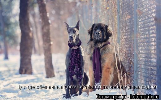 Ну и где обещенные девочки?Мы тут такие нарядные сидим!... Котоматрица: Ну и где обещенные девочки?Мы тут такие нарядные сидим!