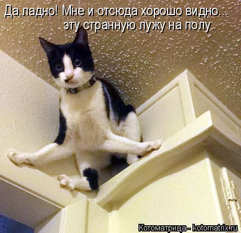 Да,ладно! Мне и отсюда хорошо видно... эту странную лужу на полу.... Котоматрица: Да,ладно! Мне и отсюда хорошо видно... эту странную лужу на полу.