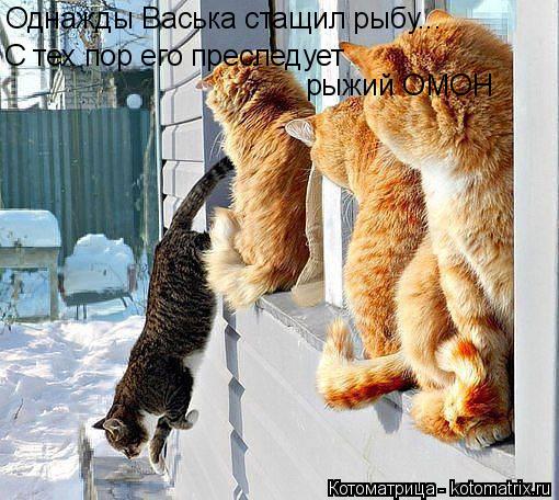 Однажды Васька стащил рыбу... С тех пор его преследует рыжий ОМОН... Котоматрица: Однажды Васька стащил рыбу... С тех пор его преследует рыжий ОМОН