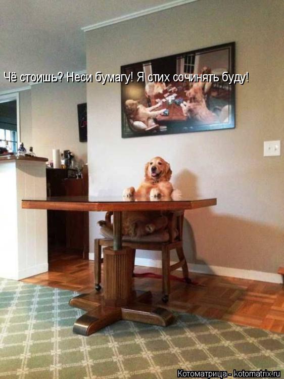 Чё стоишь? Неси бумагу! Я стих сочинять буду!... Котоматрица: Чё стоишь? Неси бумагу! Я стих сочинять буду!