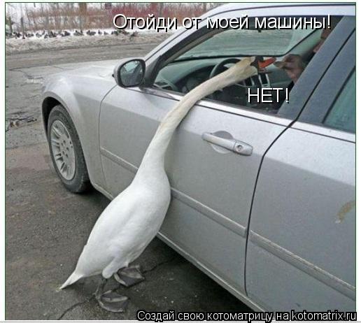 Отойди от моей машины! НЕТ!... Котоматрица: Отойди от моей машины! НЕТ!