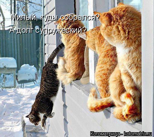 Милый, куды собрался? А долг супружеский?... Котоматрица: Милый, куды собрался? А долг супружеский?