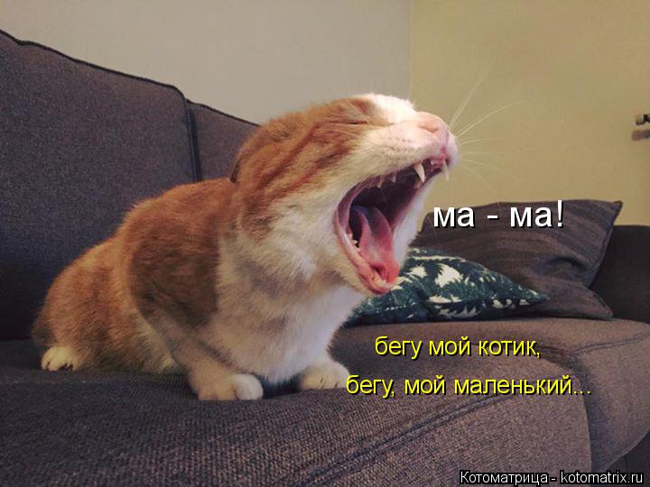ма - ма! бегу мой котик, бегу, мой маленький...... Котоматрица: ма - ма! бегу мой котик, бегу, мой маленький...