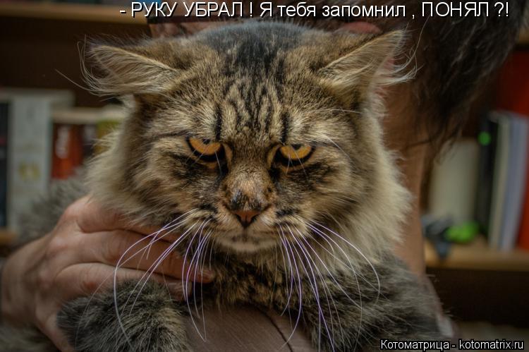 - РУКУ УБРАЛ ! Я тебя запомнил , ПОНЯЛ ?!... Котоматрица: - РУКУ УБРАЛ ! Я тебя запомнил , ПОНЯЛ ?!