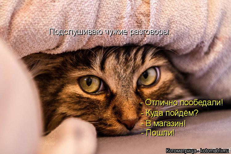 Котоматрица: Подслушиваю чужие разговоры. - Отлично пообедали! - Куда пойдём? - В магазин! - Пошли!