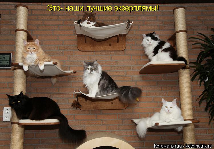 Это- наши лучшие экзерплямы!... Котоматрица: Это- наши лучшие экзерплямы!