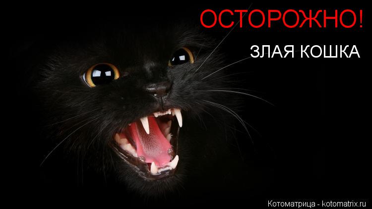 ОСТОРОЖНО! ЗЛАЯ КОШКА... Котоматрица: ОСТОРОЖНО! ЗЛАЯ КОШКА