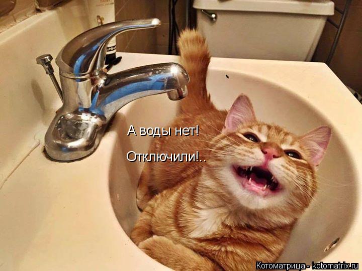 А воды нет! Отключили!..... Котоматрица: А воды нет! Отключили!..