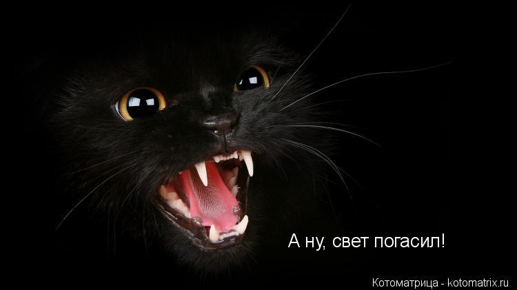 А ну, свет погасил!... Котоматрица: А ну, свет погасил!