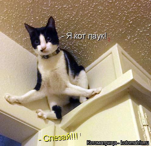 - Я кот паук! - Слезай!!! ...Отстань! 1 2... Котоматрица: - Я кот паук! - Слезай!!! ...Отстань! 1 2