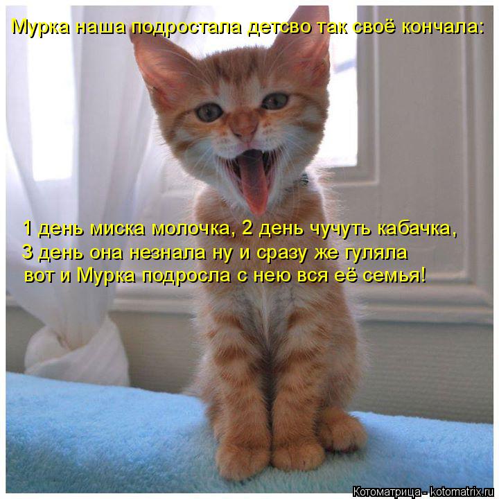 Мурка наша подростала детсво так своё кончала: 1 день миска молочка, 2 день чучуть кабачка, 3 день он... Котоматрица: Мурка наша подростала детсво так своё кончала: 1 день миска молочка, 2 день чучуть кабачка, 3 день она незнала ну и сразу же гуляла вот и Мурка