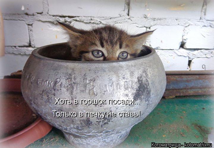 Только в печку не ставь! Хоть в горшок посади...... Котоматрица: Только в печку не ставь! Хоть в горшок посади...