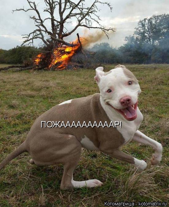 ПОЖААААААААААР!... Котоматрица: ПОЖААААААААААР!