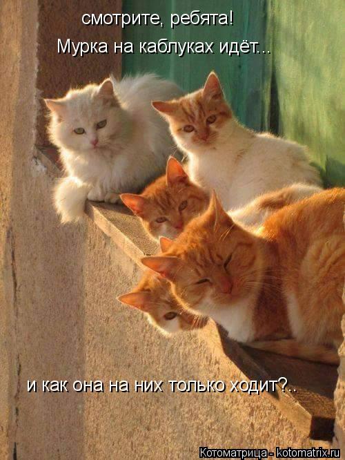 смотрите, ребята! Мурка на каблуках идёт... и как она на них только ходит?..... Котоматрица: смотрите, ребята! Мурка на каблуках идёт... и как она на них только ходит?..