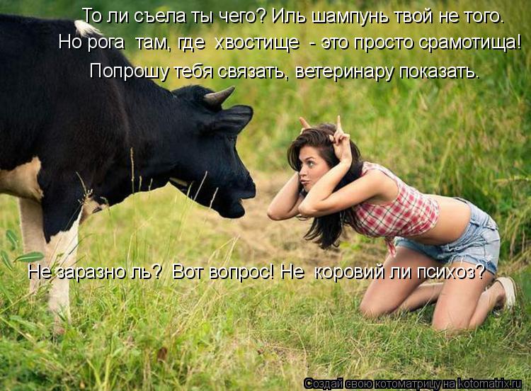 Но рога там, где хвостище - это просто срамотища! Попрошу тебя связать, ветеринару показать. Не за... Котоматрица: Но рога там, где хвостище - это просто срамотища! Попрошу тебя связать, ветеринару показать. Не заразно ль? Вот вопрос! Не коровий ли психо
