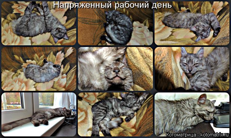 Напряженный рабочий день... Котоматрица: Напряженный рабочий день