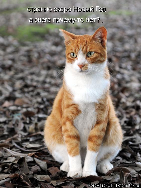 странно,скоро Новый Год, а снега почему-то нет?..... Котоматрица: странно,скоро Новый Год, а снега почему-то нет?..