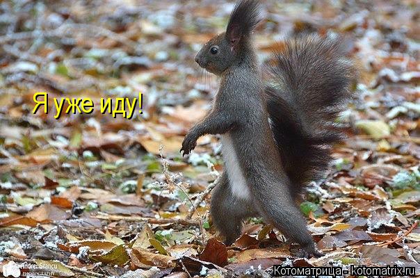 Я уже иду!... Котоматрица: Я уже иду!