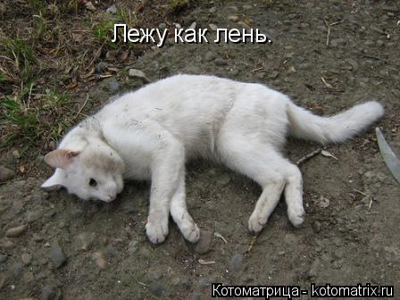 Лежу как лень.... Котоматрица: Лежу как лень.
