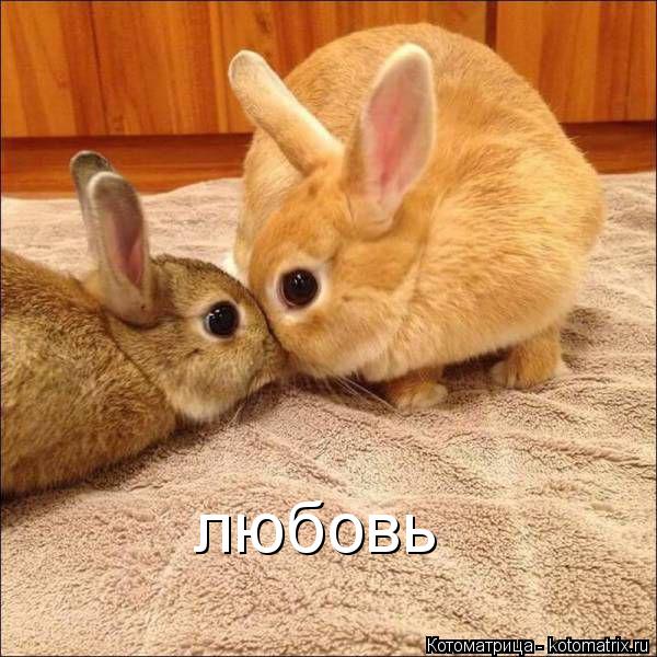 любовь... Котоматрица: любовь