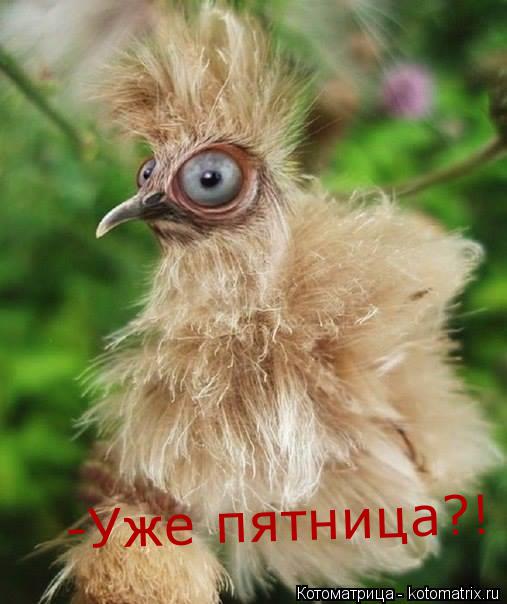 -Уже пятница?!... Котоматрица: -Уже пятница?!