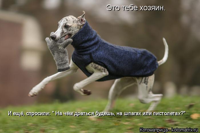 Это тебе хозяин. И ещё, спросили: " На чём драться будешь, на шпагах или пистолетах?"... Котоматрица: Это тебе хозяин. И ещё, спросили: " На чём драться будешь, на шпагах или пистолетах?"
