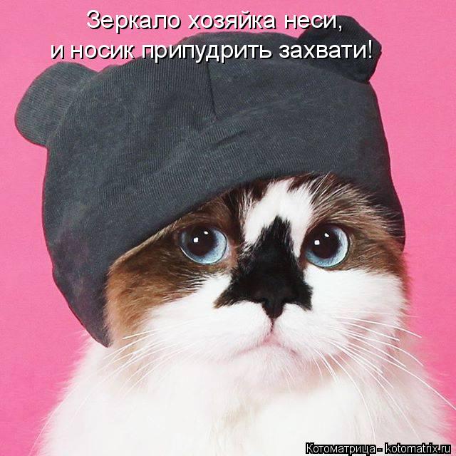 Зеркало хозяйка неси, и носик припудрить захвати!... Котоматрица: Зеркало хозяйка неси, и носик припудрить захвати!