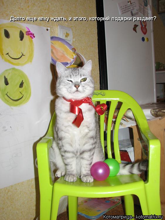 Долго еще елку ждать, и этого, который подарки раздает?... Котоматрица: Долго еще елку ждать, и этого, который подарки раздает?