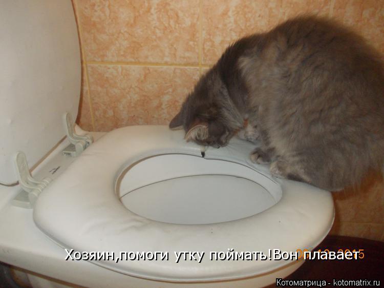 Хозяин,помоги утку поймать!Вон плавает... Котоматрица: Хозяин,помоги утку поймать!Вон плавает