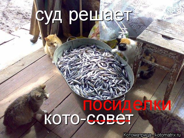 кото-совет суд решает ------- посиделки... Котоматрица: кото-совет суд решает ------- посиделки