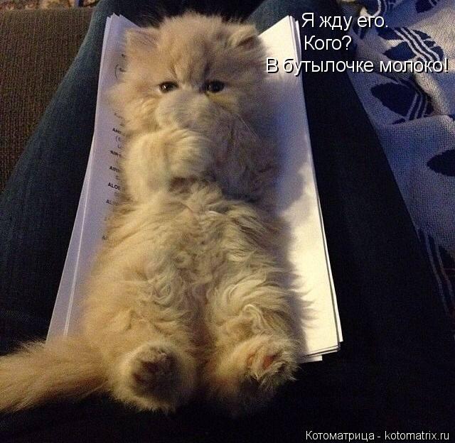 Я жду его. Кого? В бутылочке молоко!... Котоматрица: Я жду его. Кого? В бутылочке молоко!