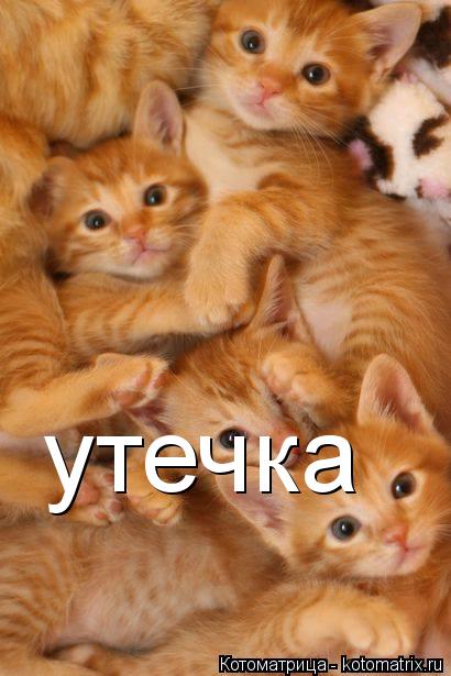 утечка... Котоматрица: утечка
