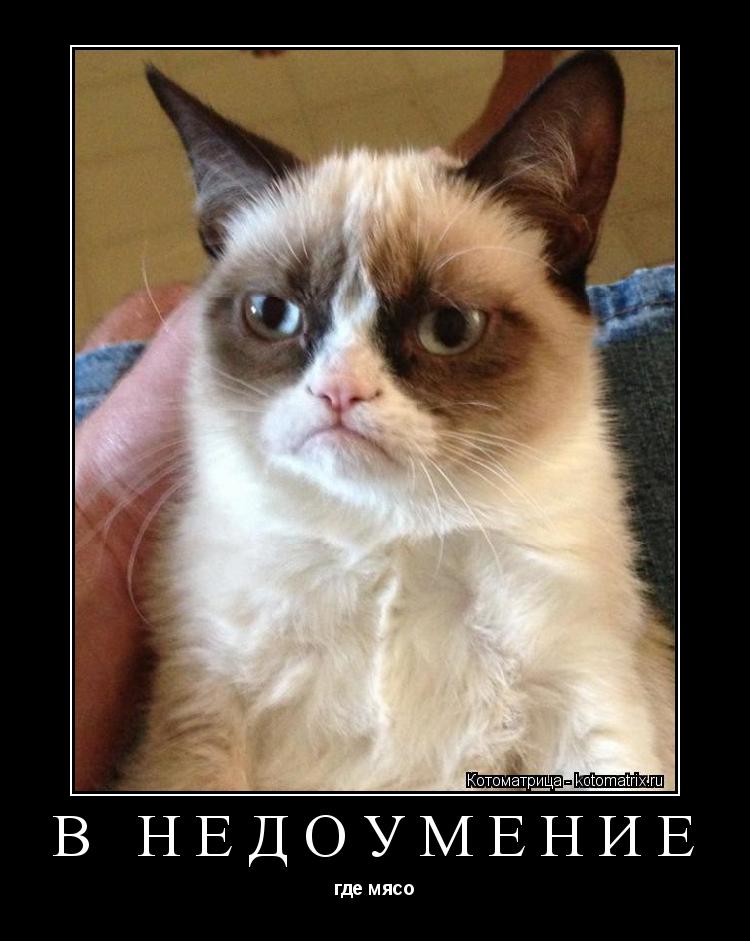 В НЕДОУМЕНИЕ где мясо... Котоматрица: В НЕДОУМЕНИЕ где мясо