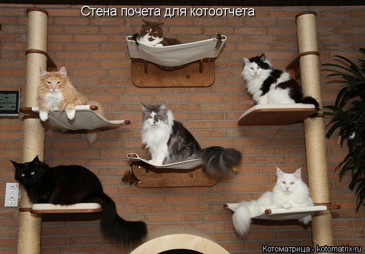 Стена почета для котоотчета... Котоматрица: Стена почета для котоотчета
