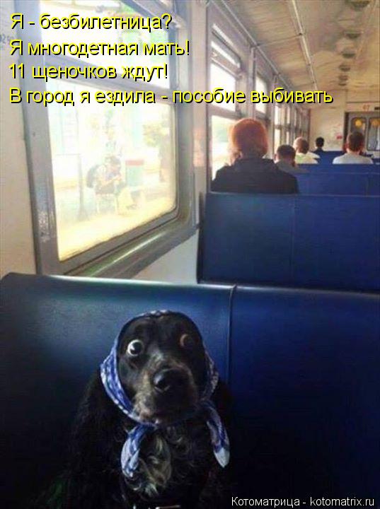 Я - безбилетница? Я многодетная мать! 11 щеночков ждут! В город я ездила - пособие выбивать... Котоматрица: Я - безбилетница? Я многодетная мать! 11 щеночков ждут! В город я ездила - пособие выбивать
