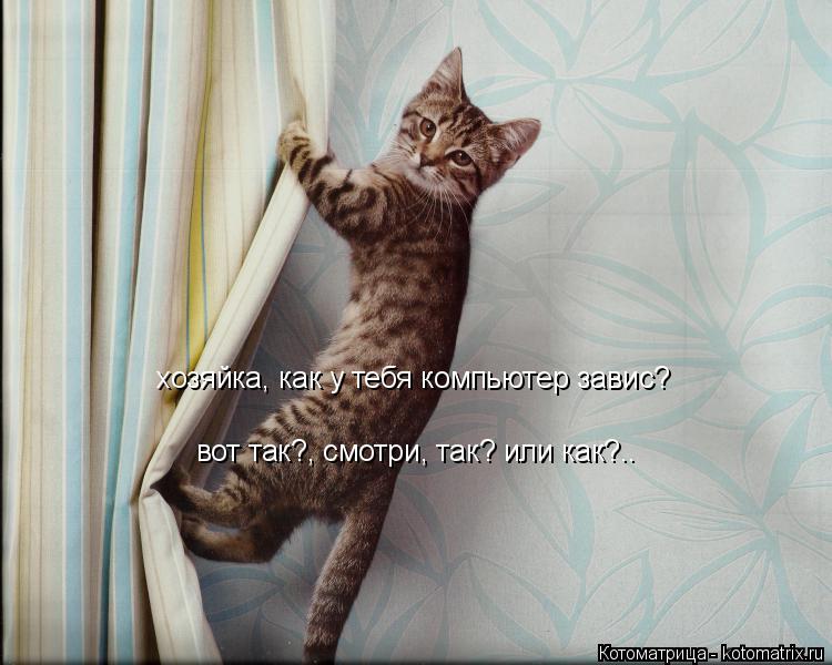 хозяйка, как у тебя компьютер завис? вот так?, смотри, так? или как?..... Котоматрица: хозяйка, как у тебя компьютер завис? вот так?, смотри, так? или как?..