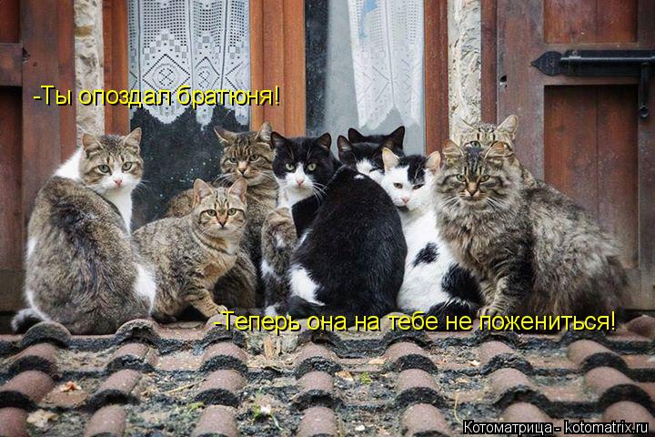-Ты опоздал братюня! -Теперь она на тебе не пожениться!... Котоматрица: -Ты опоздал братюня! -Теперь она на тебе не пожениться!