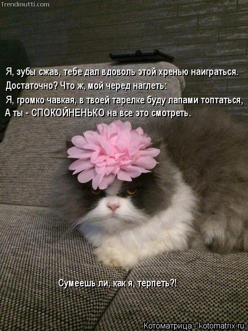 Я, зубы сжав, тебе дал вдоволь этой хренью наиграться. Достаточно? Что ж, мой черед наглеть: Я, громк... Котоматрица: Я, зубы сжав, тебе дал вдоволь этой хренью наиграться. Достаточно? Что ж, мой черед наглеть: Я, громко чавкая, в твоей тарелке буду лапами топт