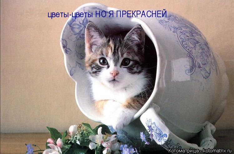 цветы-цветы НО Я ПРЕКРАСНЕЙ... Котоматрица: цветы-цветы НО Я ПРЕКРАСНЕЙ