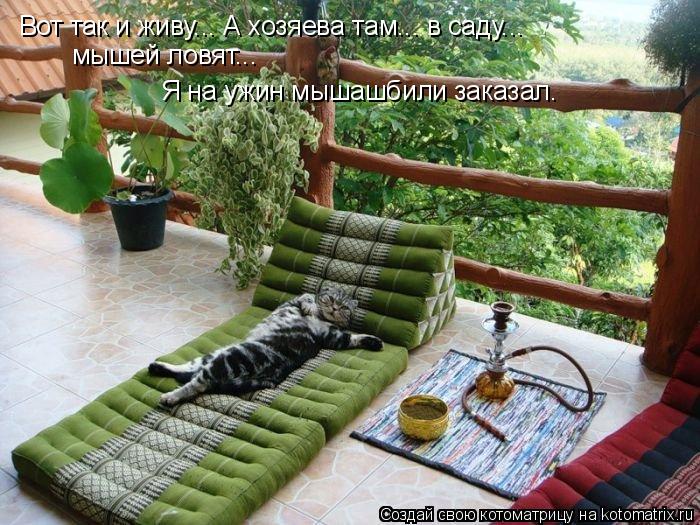 Вот так и живу... А хозяева там... в саду... мышей ловят... Я на ужин мышашбили заказал.... Котоматрица: Вот так и живу... А хозяева там... в саду... мышей ловят... Я на ужин мышашбили заказал.