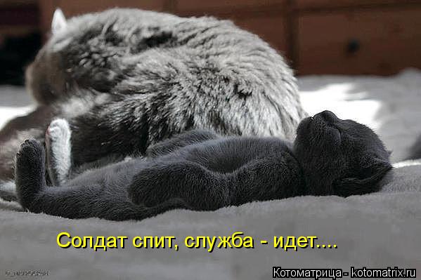 Солдат спит, служба - идет....... Котоматрица: Солдат спит, служба - идет....