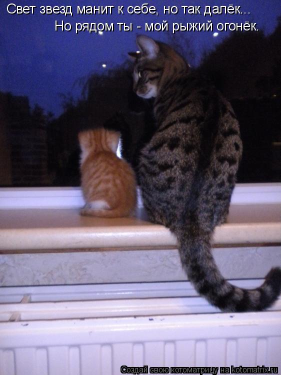 Свет звезд манит к себе, но так далёк... Но рядом ты - мой рыжий огонёк.... Котоматрица: Свет звезд манит к себе, но так далёк... Но рядом ты - мой рыжий огонёк.