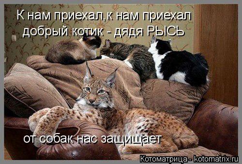 К нам приехал,к нам приехал добрый котик - дядя РЫСЬ от собак нас защищает... Котоматрица: К нам приехал,к нам приехал добрый котик - дядя РЫСЬ от собак нас защищает