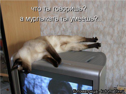 что ты говоришь? а мурлыкать ты умеешь?..... Котоматрица: что ты говоришь? а мурлыкать ты умеешь?..
