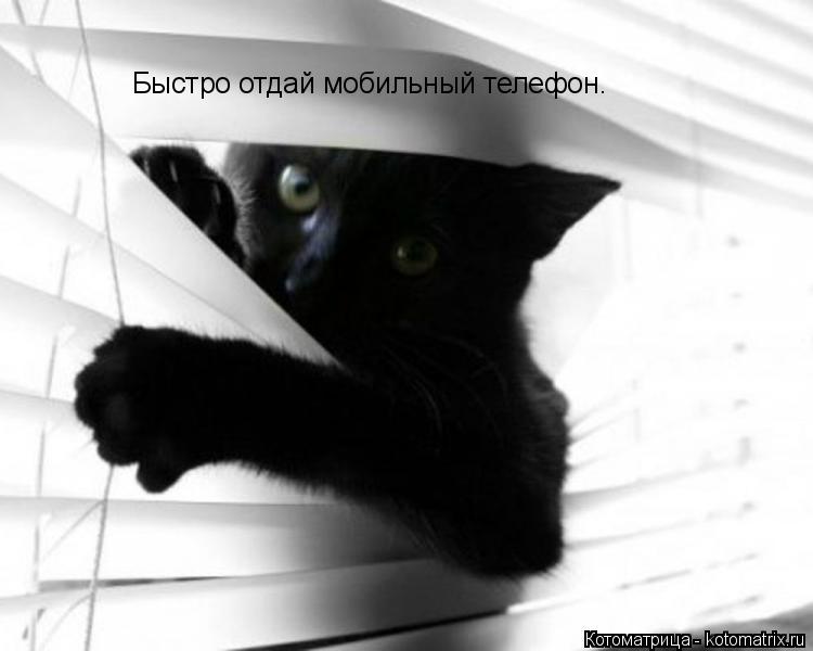Быстро отдай мобильный телефон.... Котоматрица: Быстро отдай мобильный телефон.