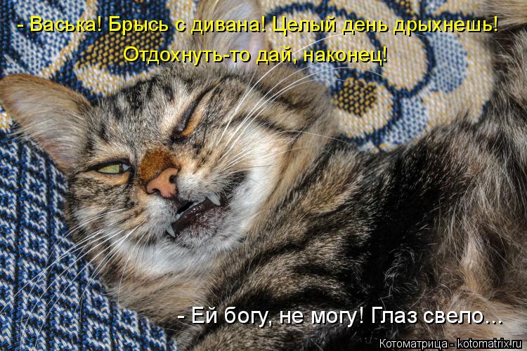 - Ей богу, не могу! Глаз свело... Отдохнуть-то дай, наконец! - Васька! Брысь с дивана! Целый день дры... Котоматрица: - Ей богу, не могу! Глаз свело... Отдохнуть-то дай, наконец! - Васька! Брысь с дивана! Целый день дрыхнешь!